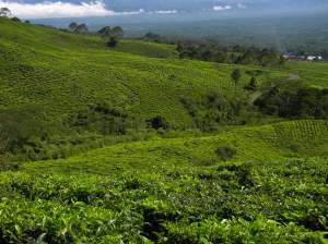 Pagar Alam. Kebun teh di Gunung Dempo.